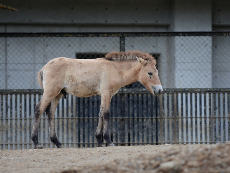 モウコノウマの子馬達_a0164204_13532275.jpg