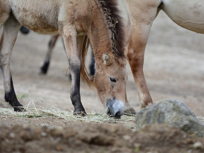 モウコノウマの子馬達_a0164204_13532277.jpg