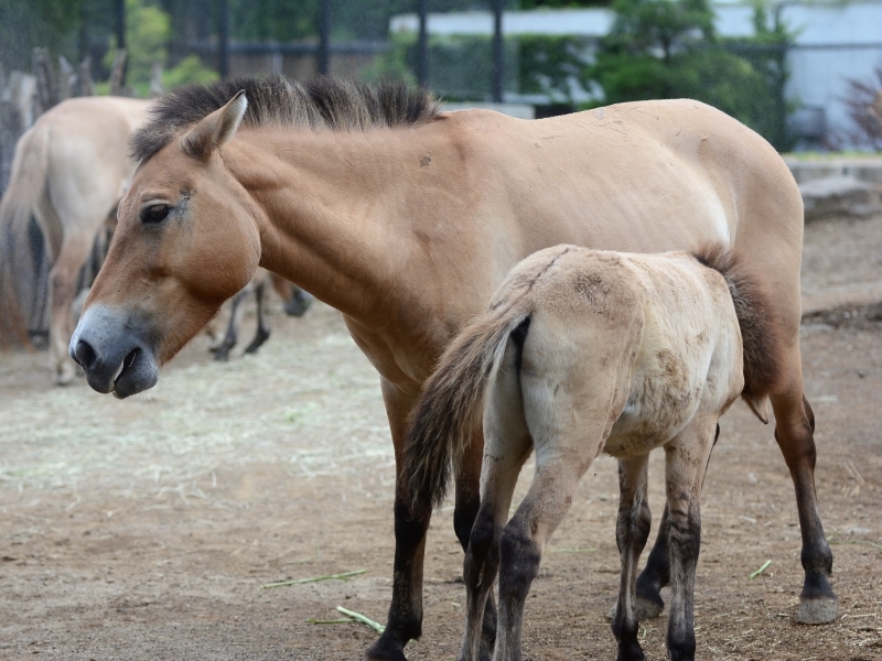 モウコノウマの子馬達_a0164204_13570446.jpg