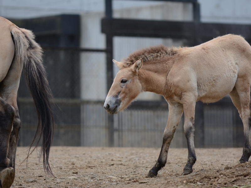 モウコノウマの子馬達_a0164204_14044793.jpg