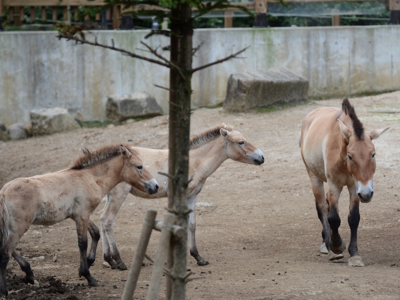 モウコノウマの子馬達_a0164204_14090491.jpg