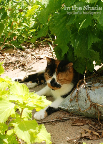 シソの陰で涼む猫_b0253205_03193992.jpg