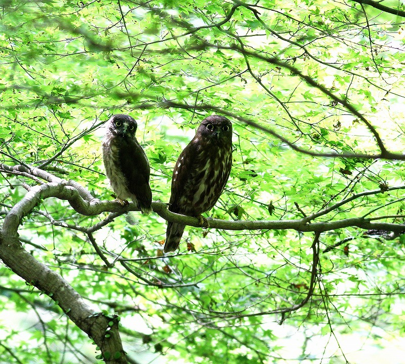 渓谷沿いのアオバズクの巣立ち・・・_c0213607_19530157.jpg