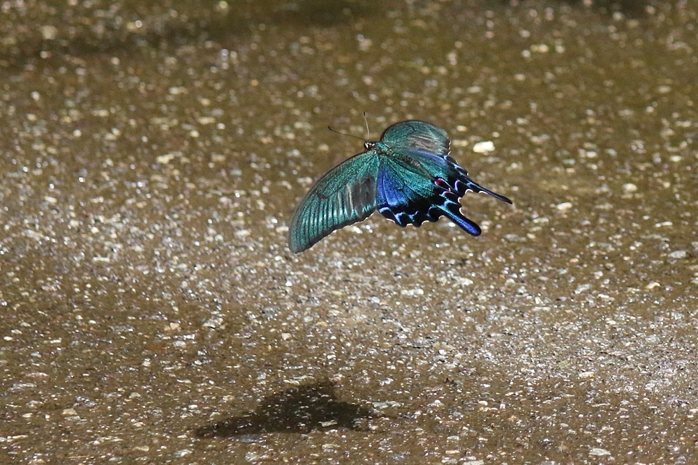 ミヤマカラスアゲハ_c0344412_08431281.jpg