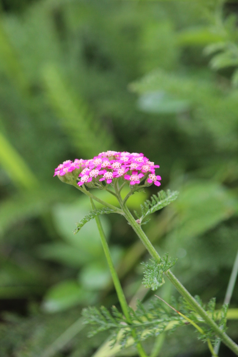 散歩道の夏の花_a0315813_8123910.jpg