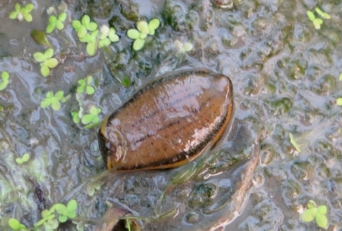 グロテスクな生き物 閲覧注意 すなおに生きる