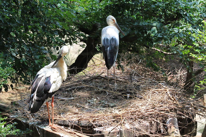 多摩の夏、ちびっ子たちの夏～コウノトリのヒナ、トナカイっ仔、インドガンのヒナ_b0355317_16582019.jpg