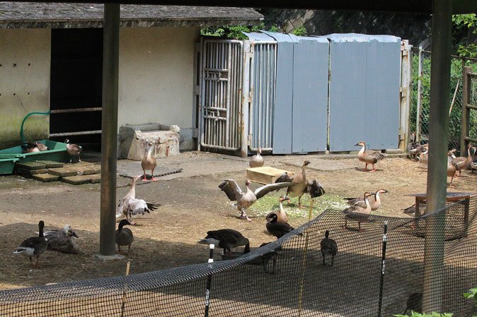 多摩の夏、ちびっ子たちの夏～コウノトリのヒナ、トナカイっ仔、インドガンのヒナ_b0355317_17090430.jpg