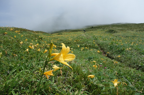 三ノ峰・別山・・・ニッコウキスゲ♪_c0223019_12523750.jpg