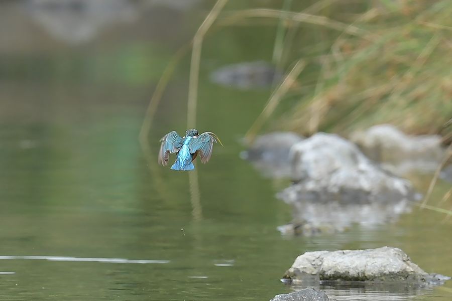 160720 ピラ池・悪し_c0278820_169145.jpg