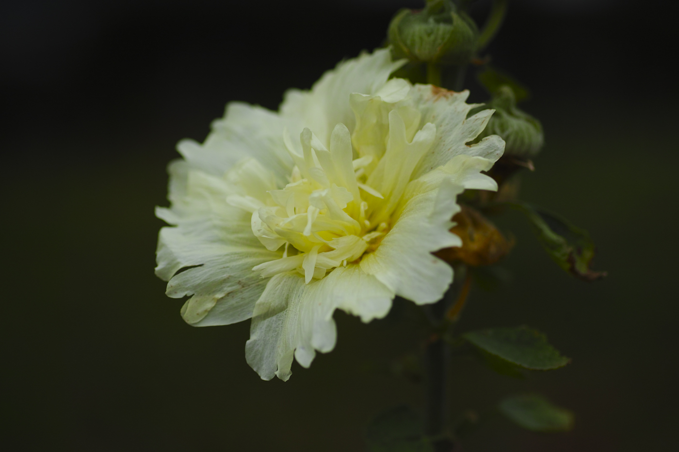 sd Quattro のMFで70mmMACROを満喫～ゆいの花公園～_c0223825_00331902.jpg