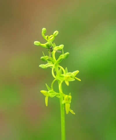 八幡平・黒谷地湿原で出会った植物　②　_c0104227_1645765.jpg