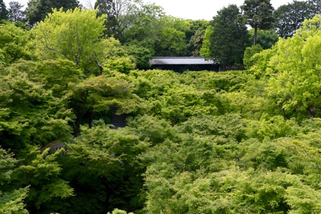 【東福寺 1】京都旅行 - 17 -_f0348831_08110216.jpg