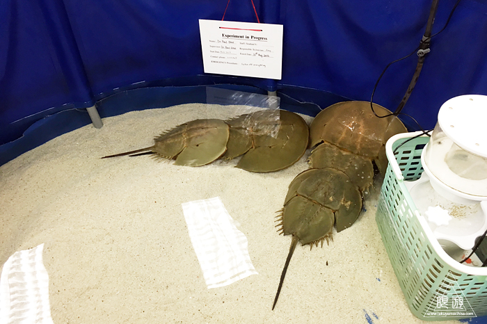 510 香港城市大学 ~City Uのカブトガニラボ~_c0211532_0454210.jpg
