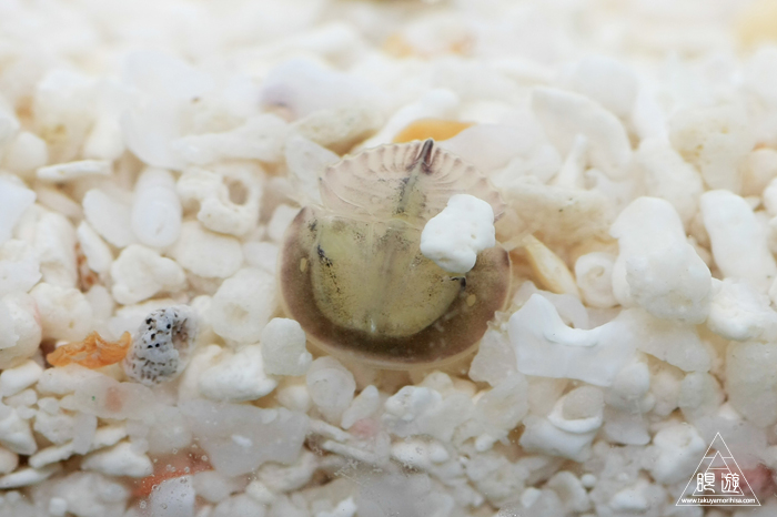 510 香港城市大学 ~City Uのカブトガニラボ~_c0211532_0522969.jpg