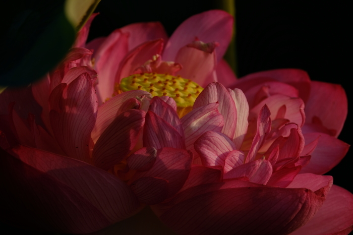 光の朝餉　２　FUJIFILM X-T2_f0050534_17343958.jpg
