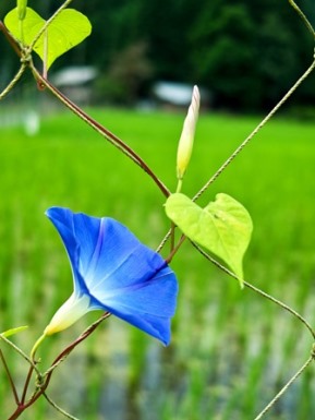 今夜は満月ですが、針畑は三日月・・・農事通信員、明るい十姓生活！_d0005250_19512399.jpg