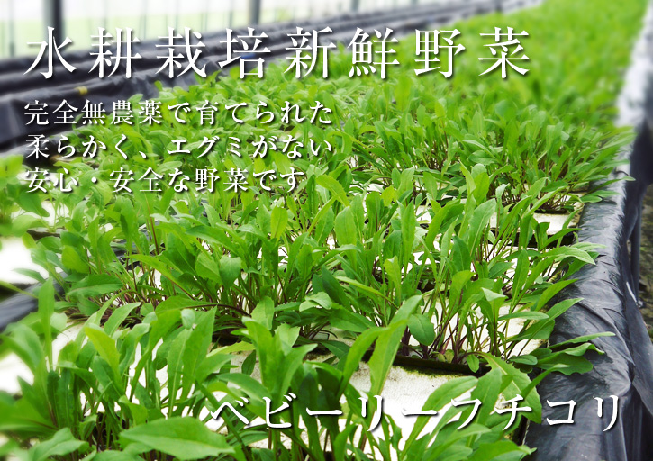 お待たせしました!朝採りの新鮮野菜『ベビーリーフチコリ』『ルッコラ』の販売スタートです!_a0254656_19341574.jpg