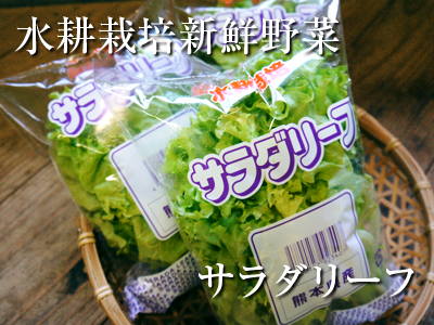 お待たせしました!朝採りの新鮮野菜『ベビーリーフチコリ』『ルッコラ』の販売スタートです!_a0254656_19414116.jpg