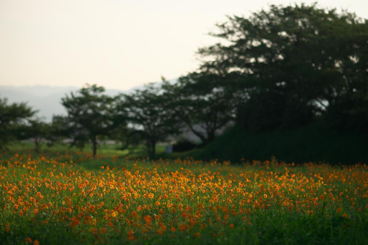 　藤原宮跡・黄花コスモス　旬近し！_b0161171_06461161.jpg