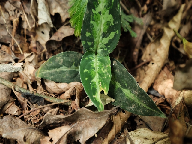 Aglaonema pictum BNN from Sibolga timur【AZ0616-2h】_a0067578_16373069.jpg