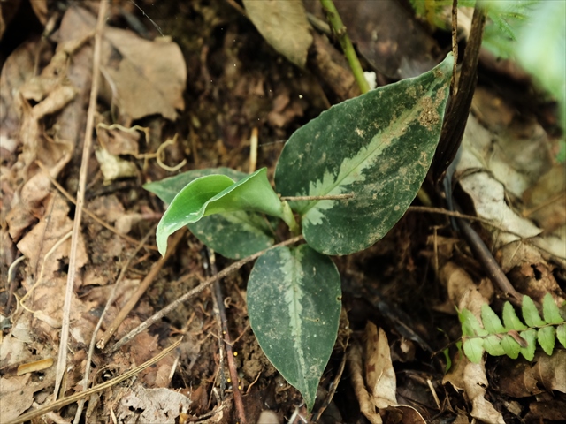 Aglaonema pictum BNN from Sibolga timur【AZ0616-2h】_a0067578_1638899.jpg