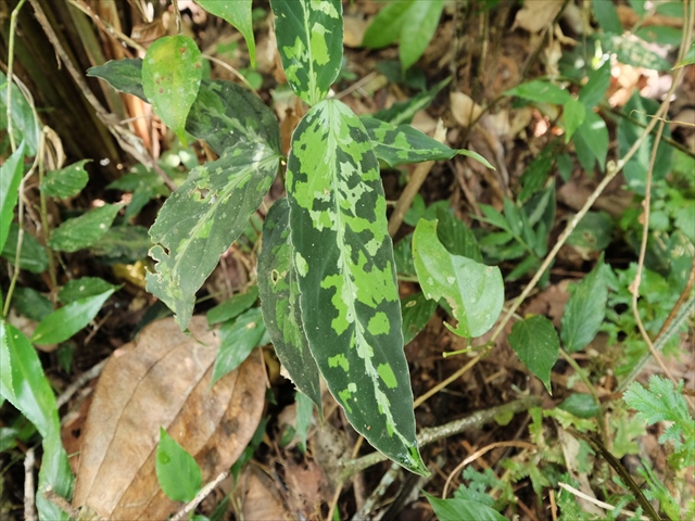 Aglaonema pictum BNN from Sibolga timur【AZ0616-2c】_a0067578_16415150.jpg