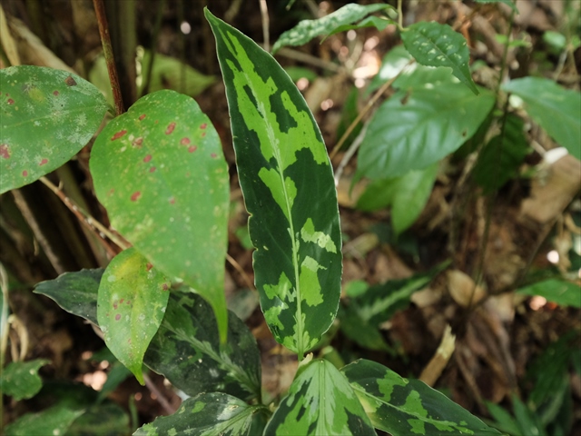 Aglaonema pictum BNN from Sibolga timur【AZ0616-2c】_a0067578_1642437.jpg