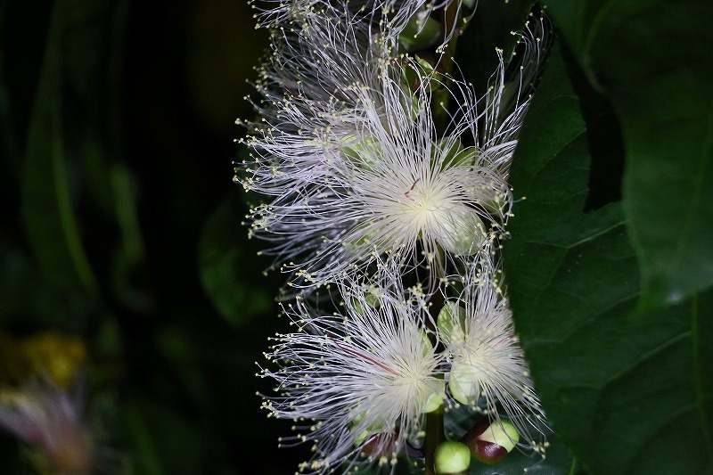 京都府立植物園にて_a0105680_22212152.jpg