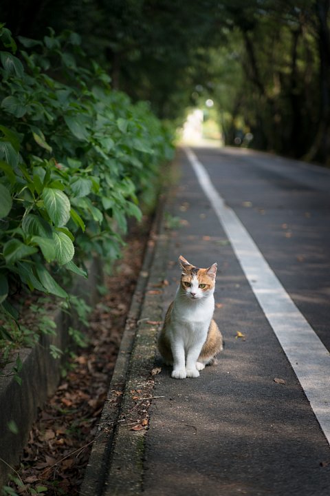 原色「桜猫」図鑑 - 盛夏編_d0353489_21312557.jpg