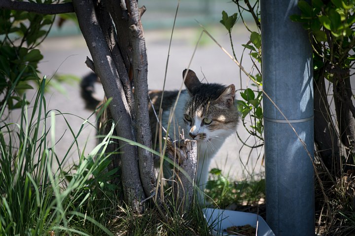 原色「桜猫」図鑑 - 盛夏編_d0353489_21321341.jpg