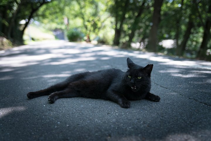 原色「桜猫」図鑑 - 盛夏編_d0353489_21343436.jpg
