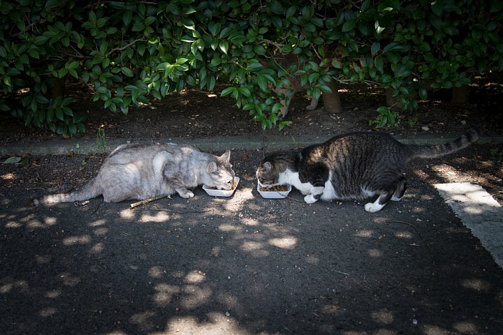 原色「桜猫」図鑑 - 盛夏編_d0353489_21363782.jpg