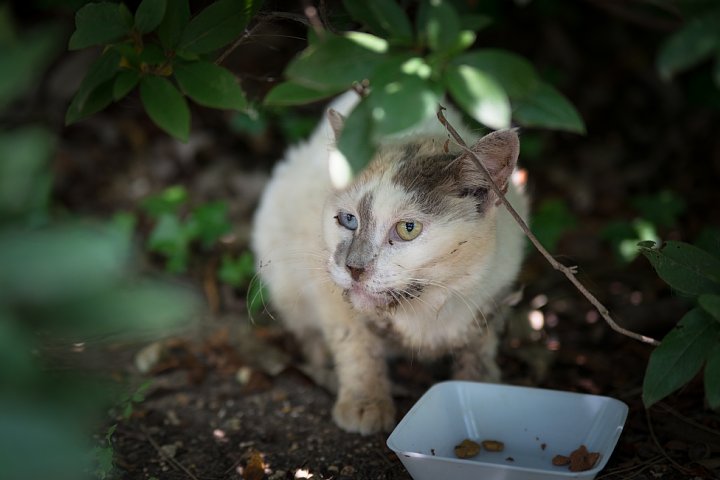原色「桜猫」図鑑 - 盛夏編_d0353489_21415982.jpg