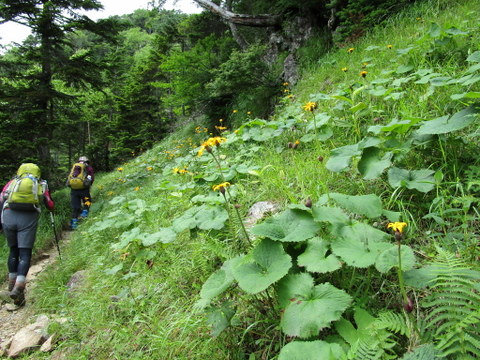 三度目の正直②　畑薙登山口から茶臼小屋まで_a0104890_6391947.jpg