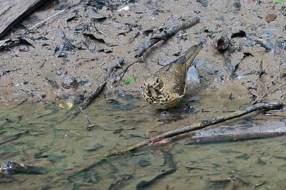 アカハラの幼鳥_d0334291_19353950.jpg