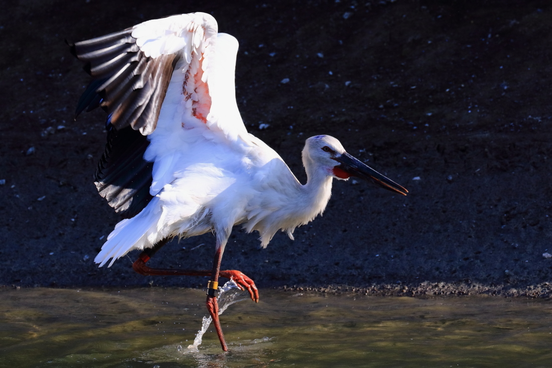 在庫写真（7／18撮影・コウノトリ）_d0334006_07461098.jpg