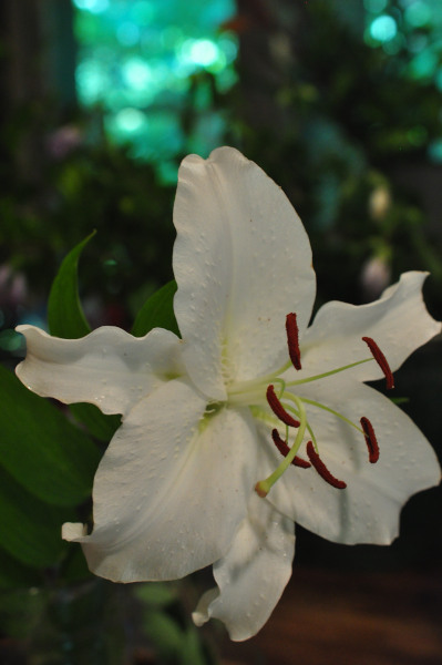 f0188408_16495939.jpg