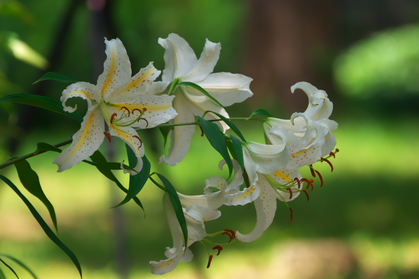 武蔵丘陵森林公園の山百合1_a0263109_1651625.jpg