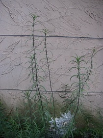 b0196913_2246279.jpg