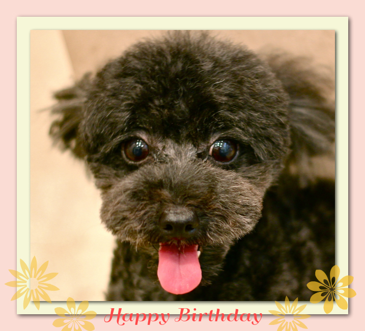 Happy Birthday みんとちゃん♡_d0060413_2013437.jpg