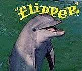 Oh my Flipper! Flash&#128161;de gozaru_e0147226_22503766.jpeg