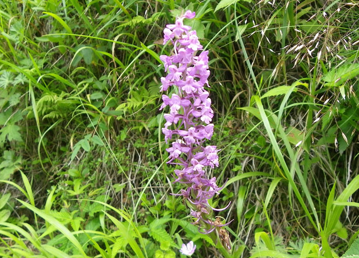 花の篭ノ登山。_d0000031_16545411.jpg