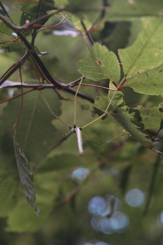 秩父橋立川沿いを植物観察会_c0008948_8513714.jpg