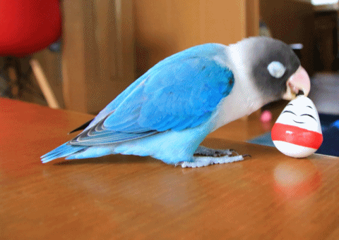 c0145250_15422640.gif