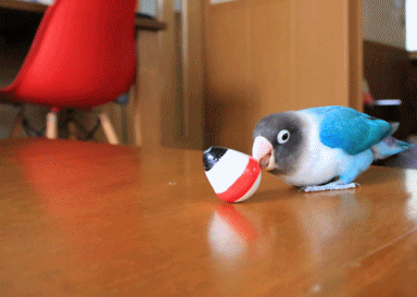 c0145250_15423138.gif