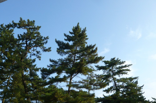 a0152454_64939100.jpg