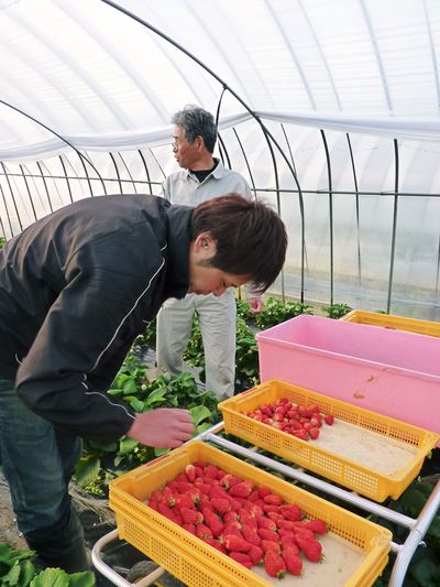 完熟紅ほっぺ 育苗(苗床の様子)と、ハウスの熱消毒の話_a0254656_18292618.jpg