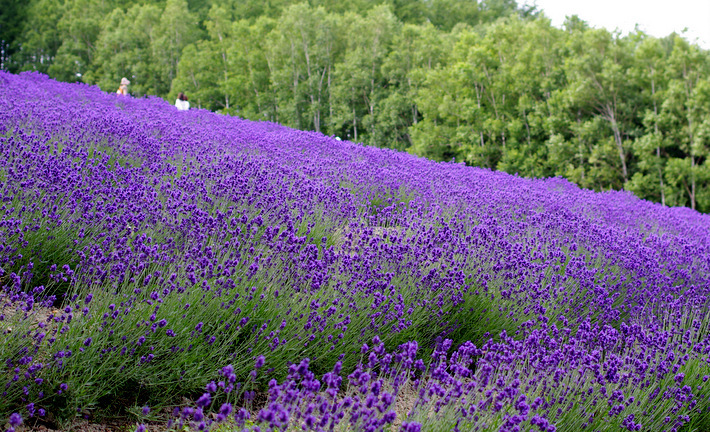 北海道　花の旅5  富良野 満開のラベンダー_e0256058_15225657.jpg