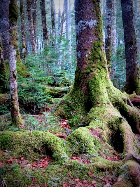 GWの蓼科 ④苔と原生林~白駒の池_f0236260_21445792.jpg